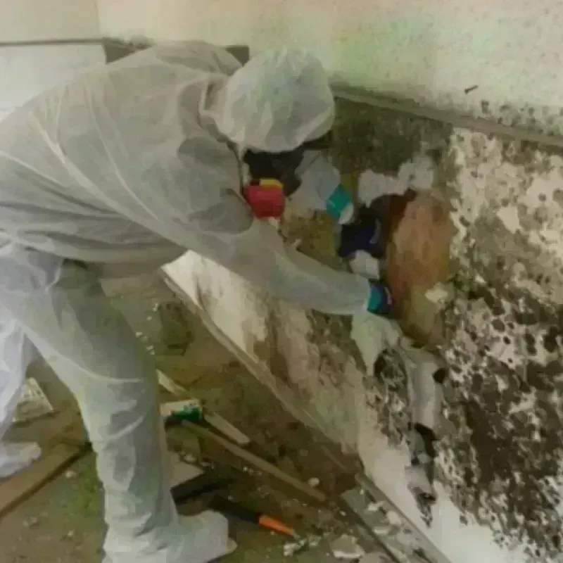 Mold Remediation and Removal in High Point, NC